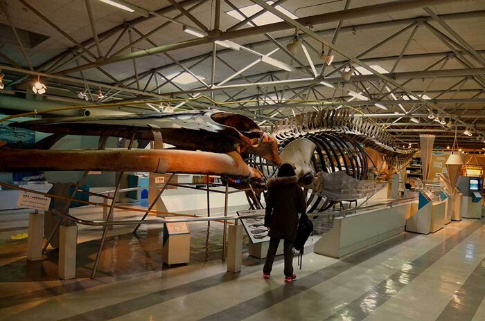 ピグミーシロナガスクジラの完全骨格標本